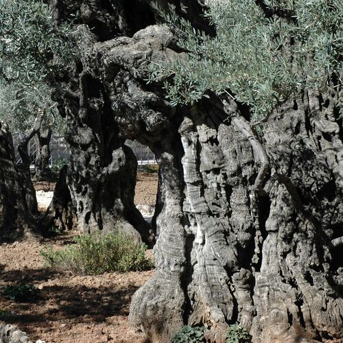 Garten Gethsemane