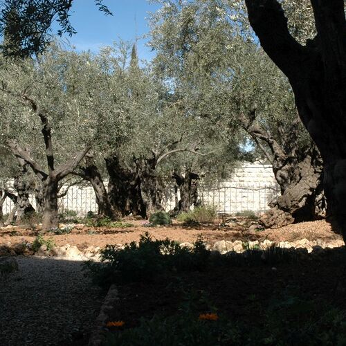 Garten Gethsemane